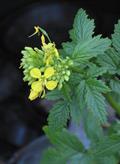 White mustard 